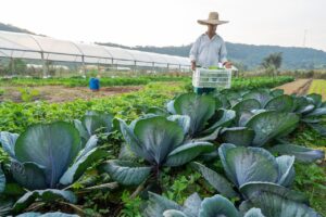 Encontro de agricultores familiares vai reunir 150 pessoas em Cocal do Sul neste sábado