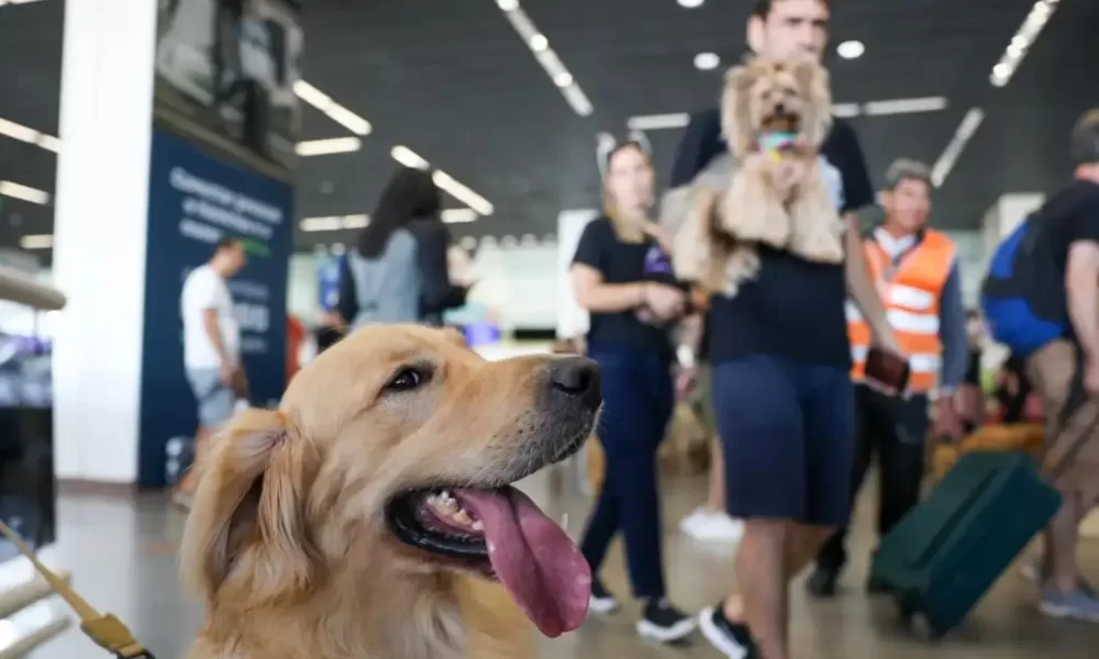 Animais de estimação: benefícios para o bem-estar físico e mental dos donos