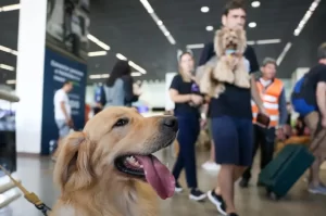 Animais de estimação: benefícios para o bem-estar físico e mental dos donos