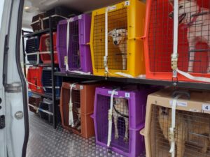 Ação de castração social gratuita para cães e gatos é promovida em Armazém