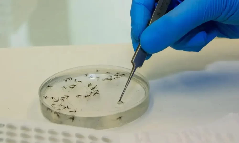 DIVE emite nota sobre possível óbito por Febre de Oropouche