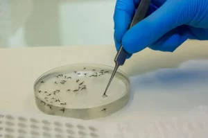 DIVE emite nota sobre possível óbito por Febre de Oropouche