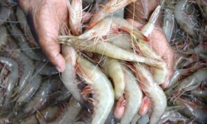 Proibição da pesca de camarões rosa e branco inicia nesta segunda