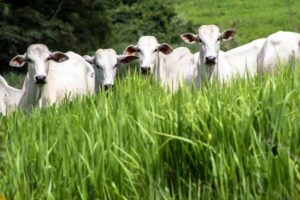 Receita investiga sonegação de quase R$ 1 bilhão em venda de gado