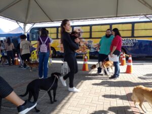 Mutirão em Tubarão castra 219 animais e vacinou 22 cães