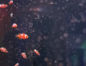 Berçário de filhotes mostra aos visitantes o início da vida marinha, confira as imagens
