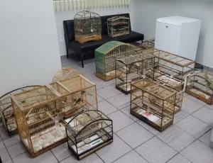 Mais de 15 aves silvestres são encontradas em cativeiro em Criciúma