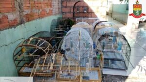 Polícia Ambiental apreende 28 aves irregulares em Chapecó