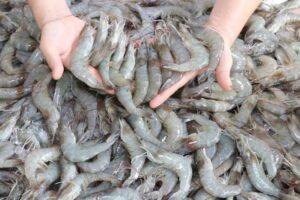 Proibição da pesca de camarão-rosa e camarão-branco começa na próxima semana