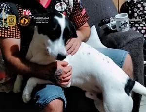 Prisão em flagrante durante investigação de envenenamento de pet