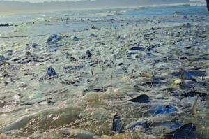 Mar de peixes pampos e anchovas surpreende pescadores no Farol de Santa Marta