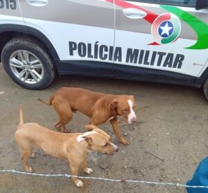 Dupla de cães pitbulls matam 21 galinhas e deixam cão em estado grave após invasão de propriedade em Laguna