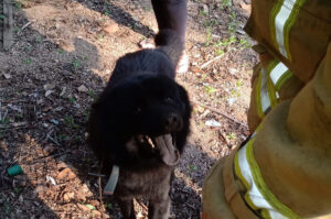 Cachorro acorrentado na mata é resgatado pelos bombeiros