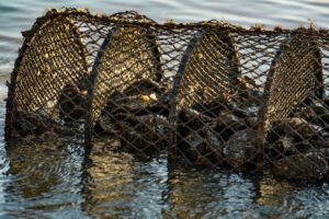 Retirada, comercialização e consumo de moluscos bivalves é suspensa em toda a costa catarinense