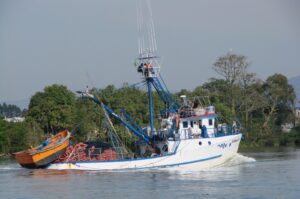 Safra industrial da tainha termina antes do prazo