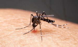 Número de focos do mosquito transmissor da dengue segue o mesmo em Tubarão