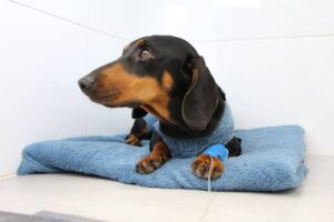 Casos de Cinomose Canina Aumentam na Região