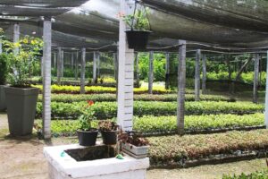 Distribuição de mudas é promovida pela Fucam em Camboriú