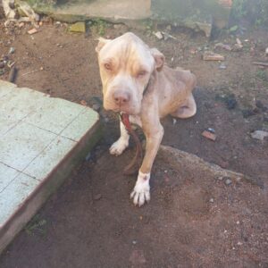 Delegada fala sobre os crimes contra animais em Tubarão
