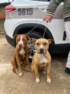 Prefeitura de Laguna emite nota oficial sobre caso dos pitbulls
