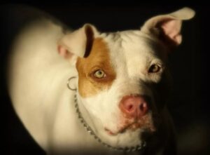 Projeto de lei em SC propõe esterilização obrigatória para raça pitbull