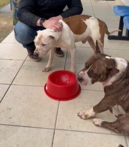 Pitbulls são abandonados em posto de saúde de Tubarão