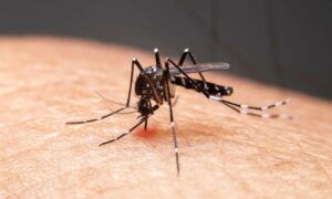 Número de focos do mosquito transmissor da dengue chega a 290 em Tubarão