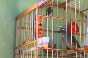 Homem furta passarinho e leva tiro nas “nádegas”
