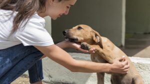 Cães resgatados das enchentes no RS terão novos lares