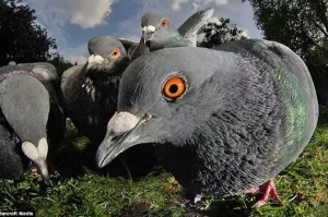 Fiscalização fecha delivery suspeito de vender pombo por frango