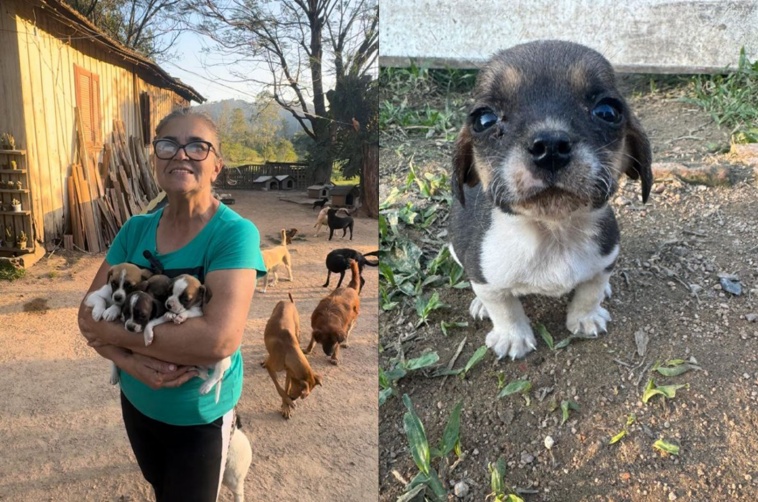 Senhora abriga mais de 130 cães em Tubarão