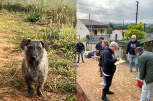 Animais vítimas de maus tratos são resgatados em Indaial