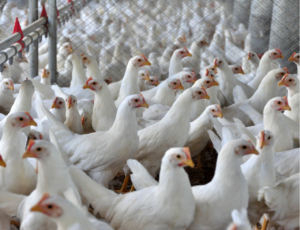 Avicultura de Santa Catarina é referência na exportação e produção