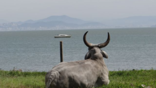 Concurso de fotografia voltada à pecuária tem inscrições abertas