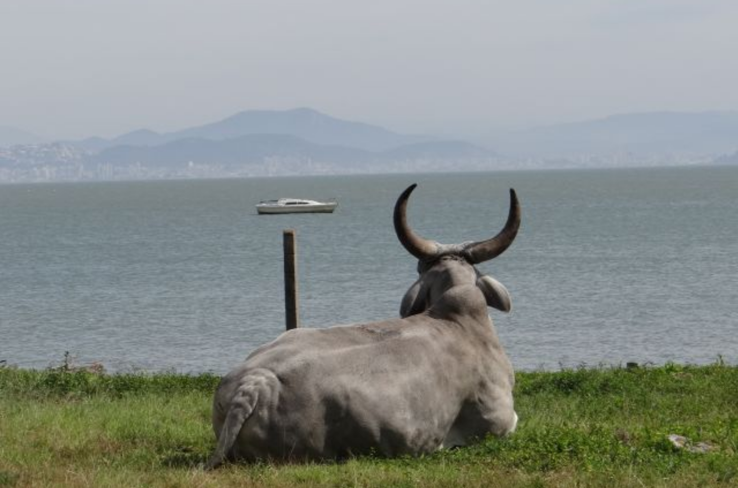 Concurso de fotografia voltada à pecuária tem inscrições abertas