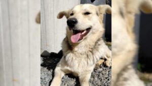MPSC determina investigação de morte de cão em Jaraguá do Sul