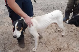 Cão resgatado pelos Bombeiros após cair de paredão de 70 metros de altura