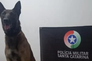 Cão de Faro Argo localiza drogas em terreno de Araranguá