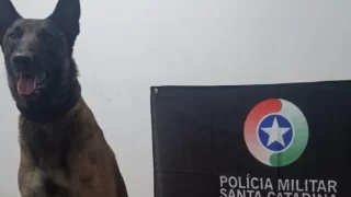 Cão de Faro Argo, após apreensão de droga em Araranguá