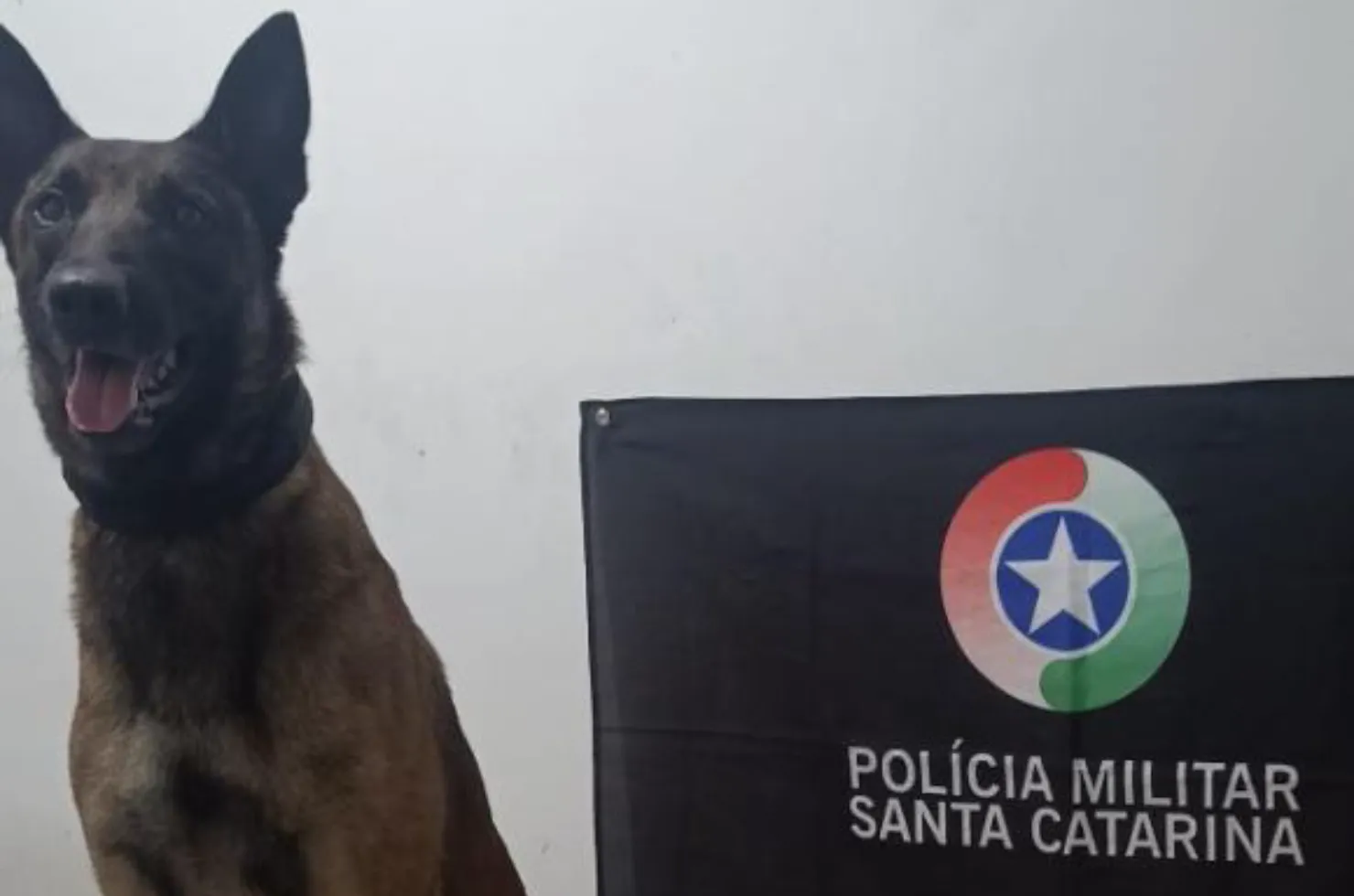 Cão de Faro Argo, após apreensão de droga em Araranguá