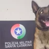 Cão de faro Argo que localizou os entorpecentes em um telhado de Araranguá