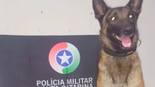 Cão de faro Argo que localizou os entorpecentes em um telhado de Araranguá