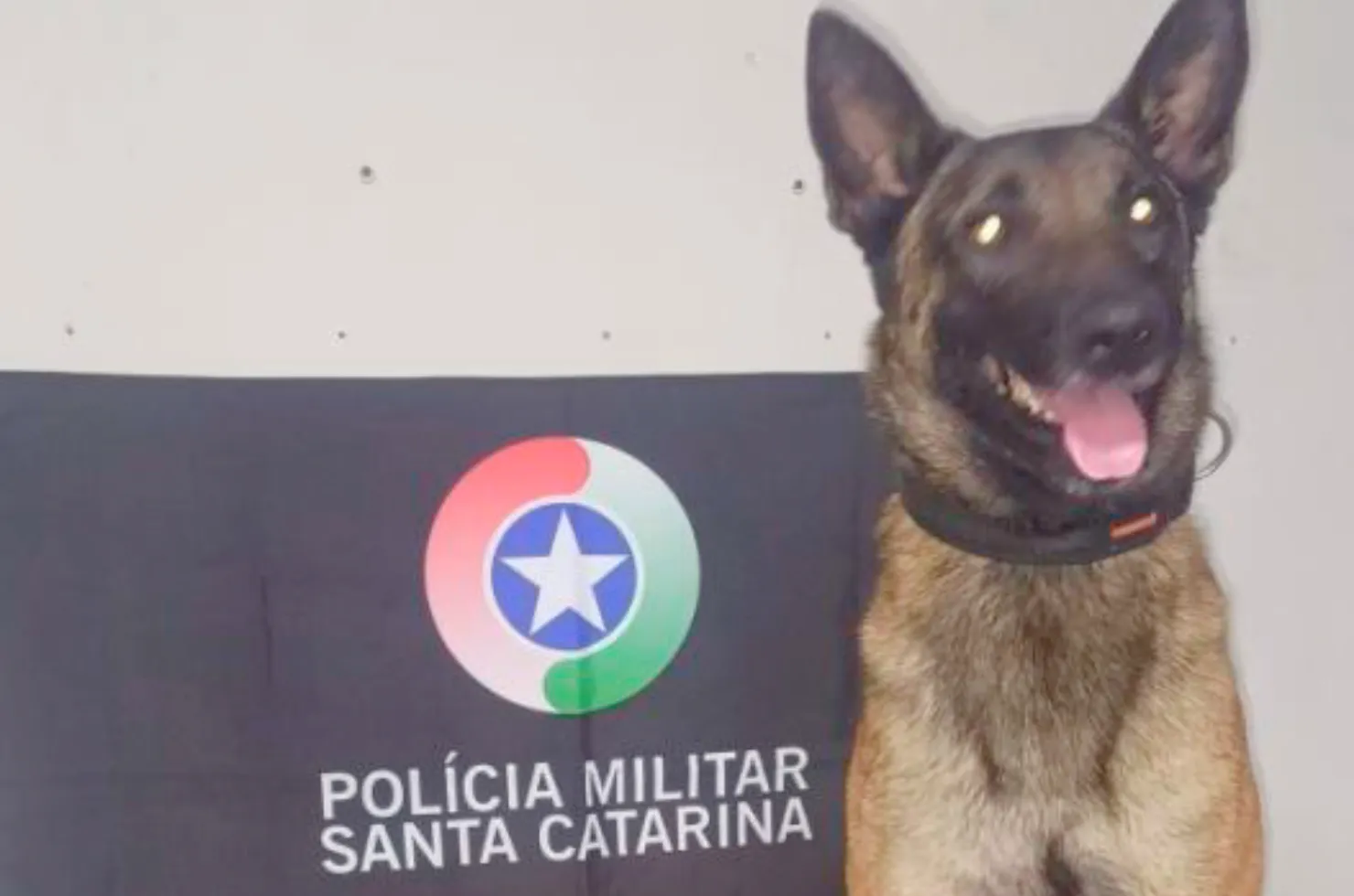 Cão de faro Argo que localizou os entorpecentes em um telhado de Araranguá