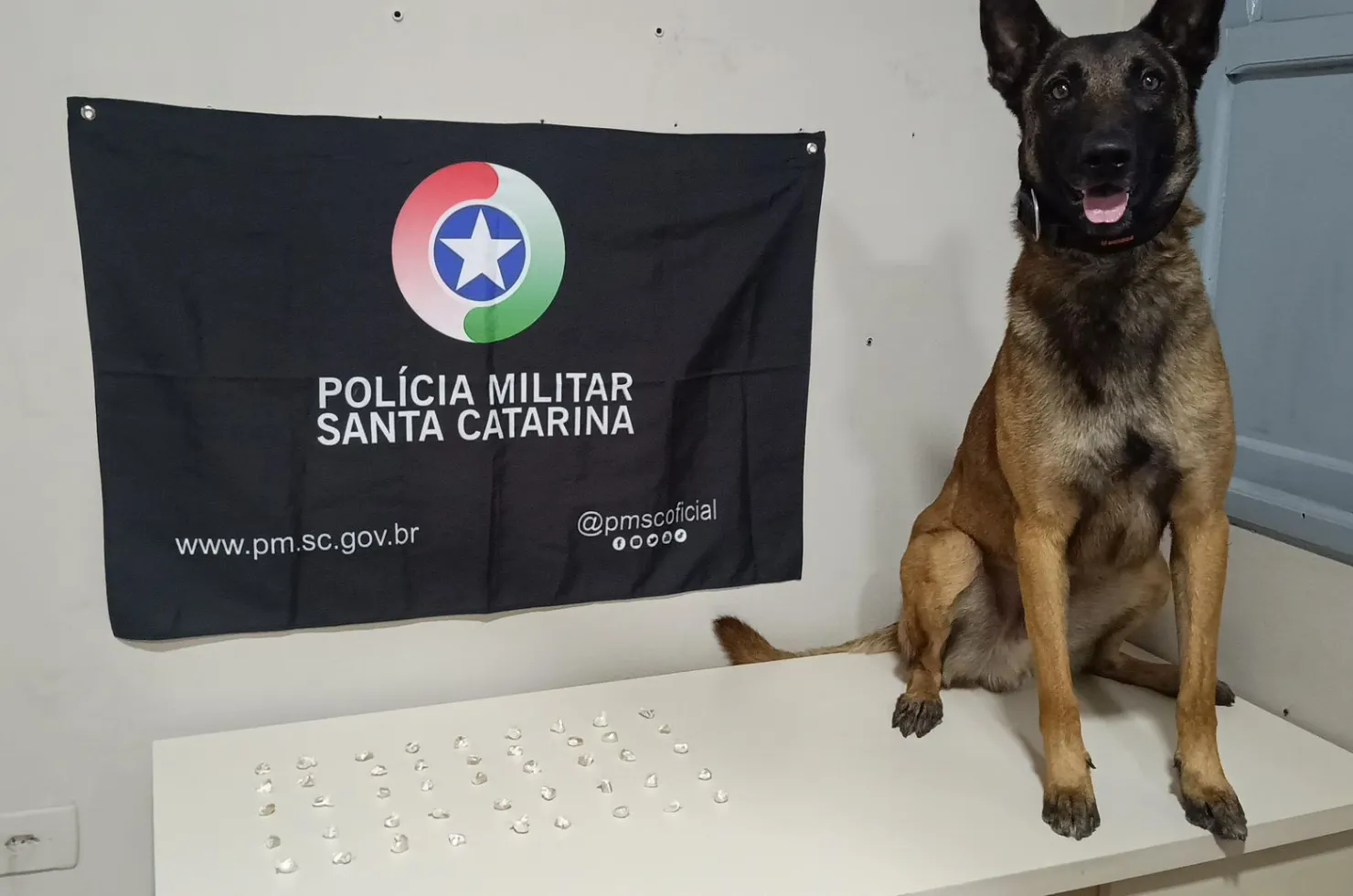 Cão Argo com as pedras de crack apreendidas