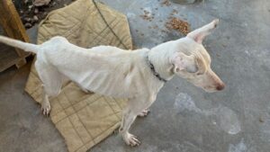 Homem é preso por maus tratos a cães em Joinville