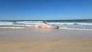 Baleia Bryde morta encalha na Praia do Rosa em Imbituba