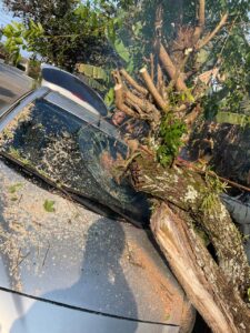 Árvore de 100kg acaba caindo em carro estacionado