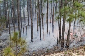 Vídeo: Incêndio atinge Parque no Norte da Ilha, em Florianópolis