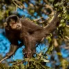 Macaco em uma árvore no Morro dos Macacos, observando o ambiente ao redor