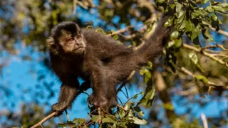 Macaco em uma árvore no Morro dos Macacos, observando o ambiente ao redor